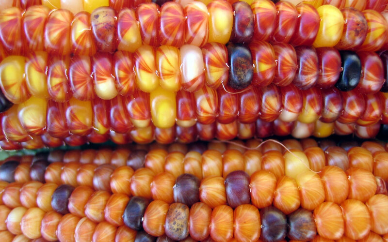 Colorful corn kernels