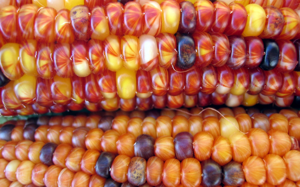 Colorful corn kernels