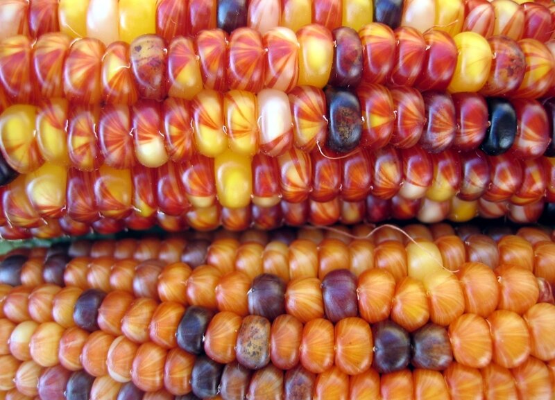 Colorful corn kernels