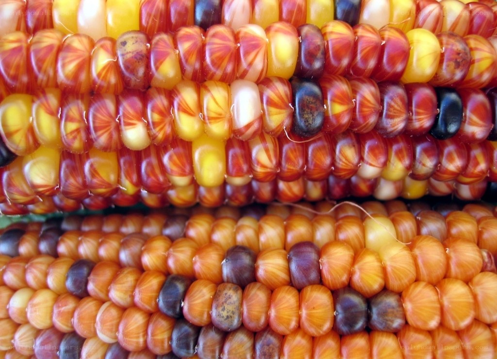Colorful corn kernels