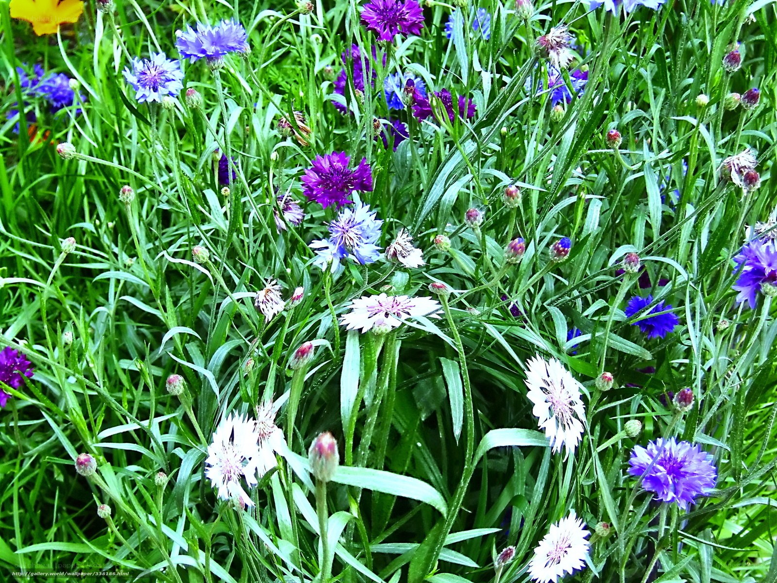 Colorful cornflowers in a meadow