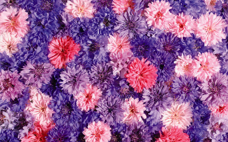 Colorful Cornflowers — Purple