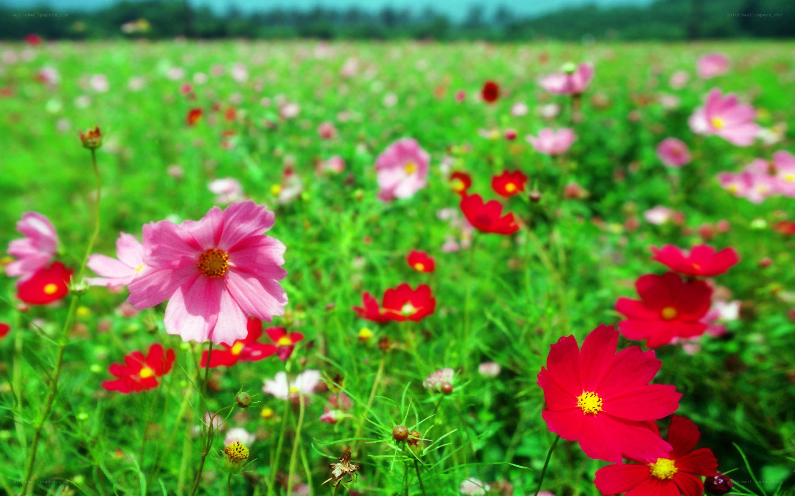Colorful cosmos field