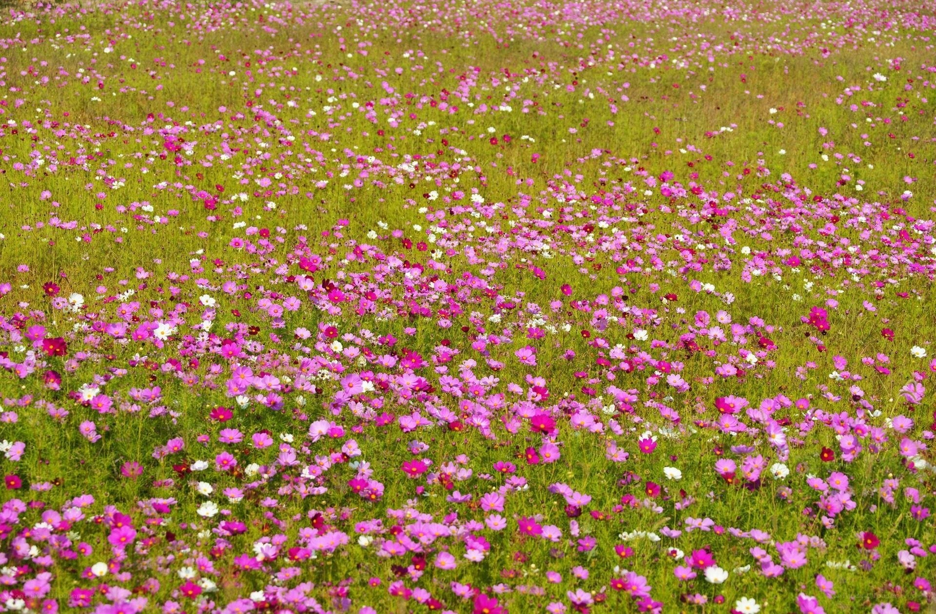 Colorful cosmos flower field