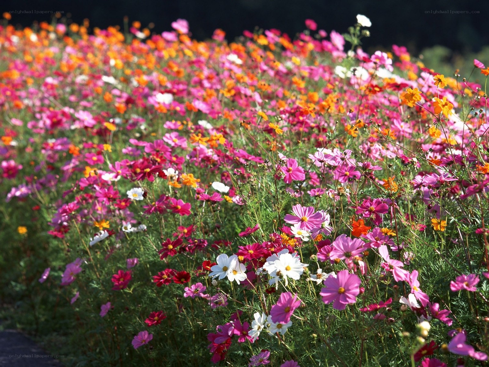 Colorful cosmos flower field