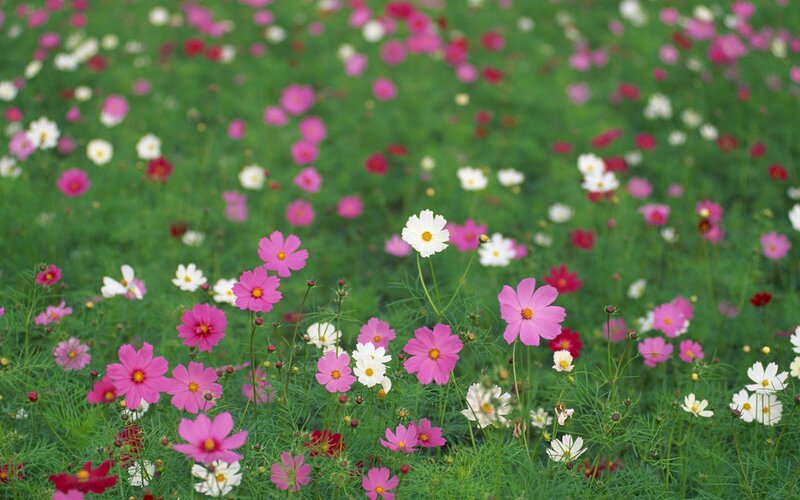 Colorful cosmos flowers in a field