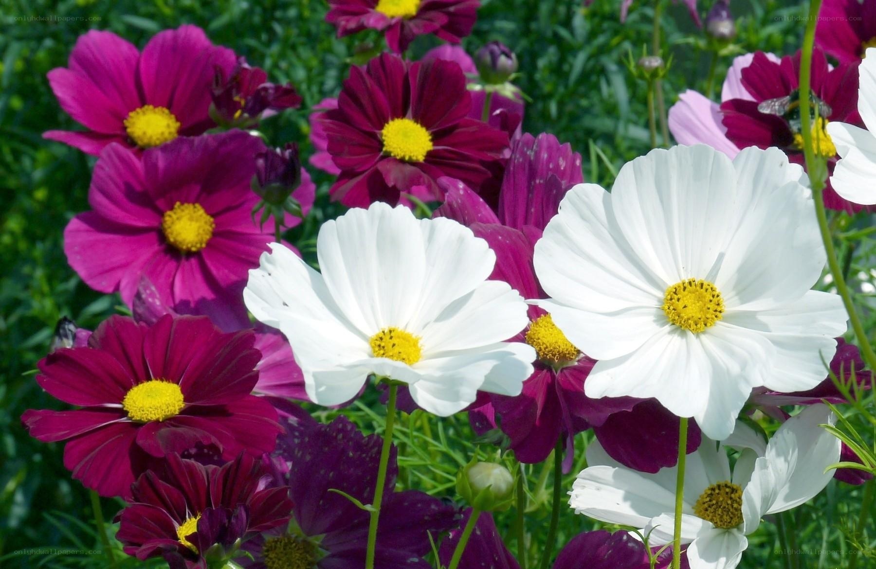 Colorful cosmos flowers in bloom