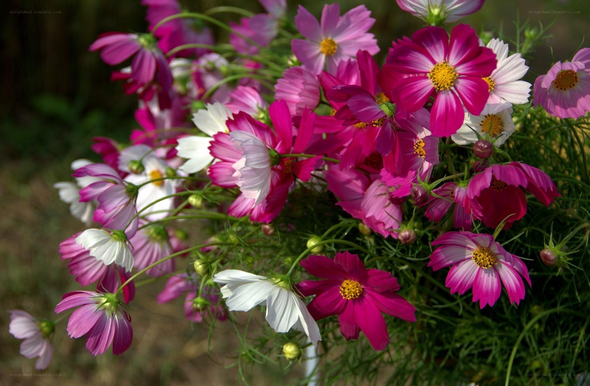 Colorful cosmos flowers in bloom