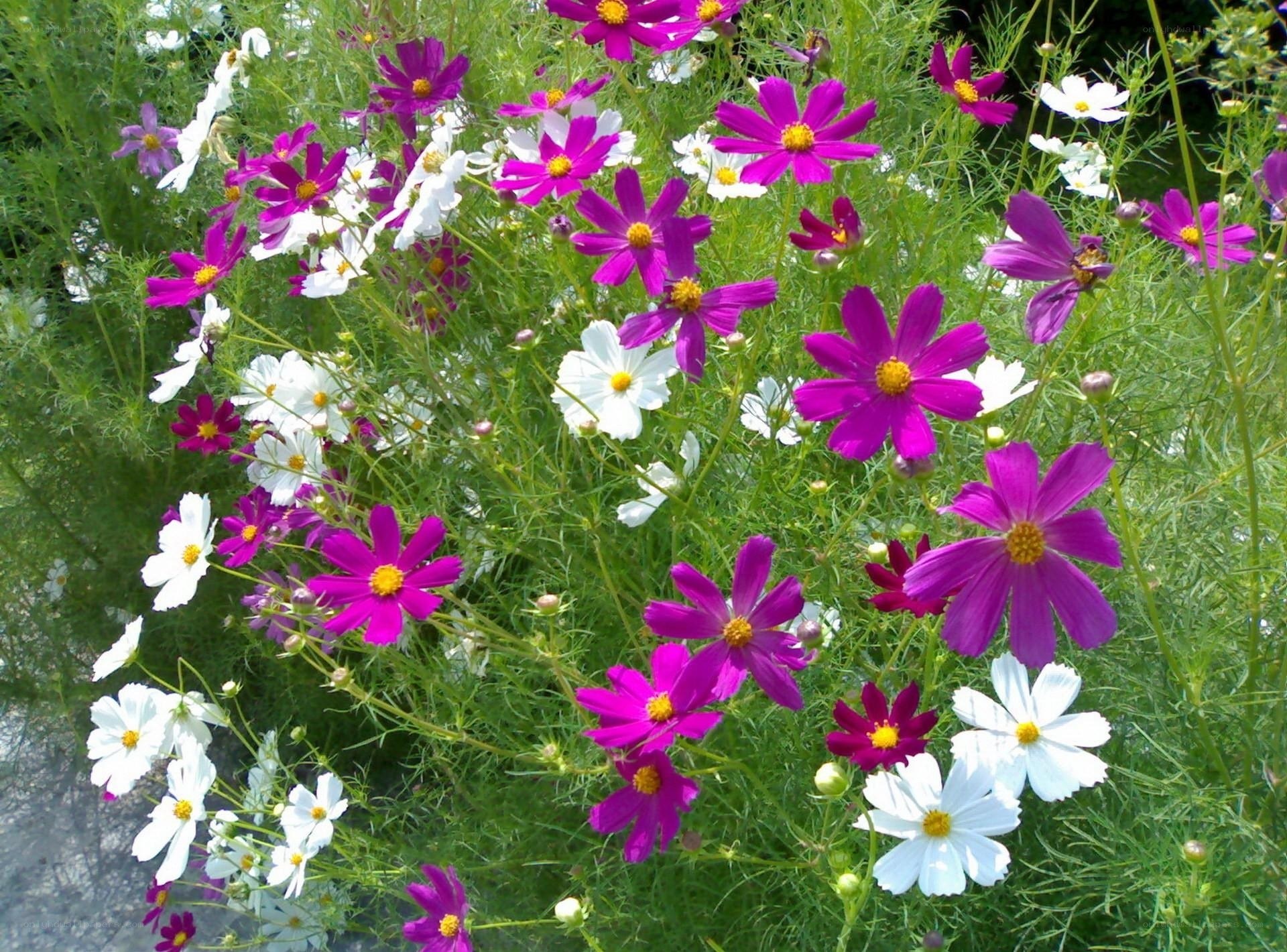Colorful cosmos flowers in bloom