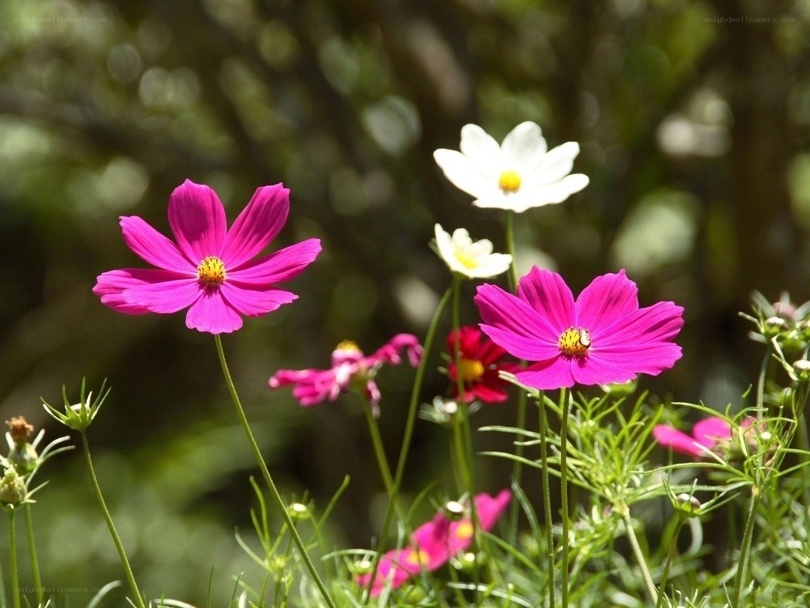 Colorful cosmos flowers in garden
