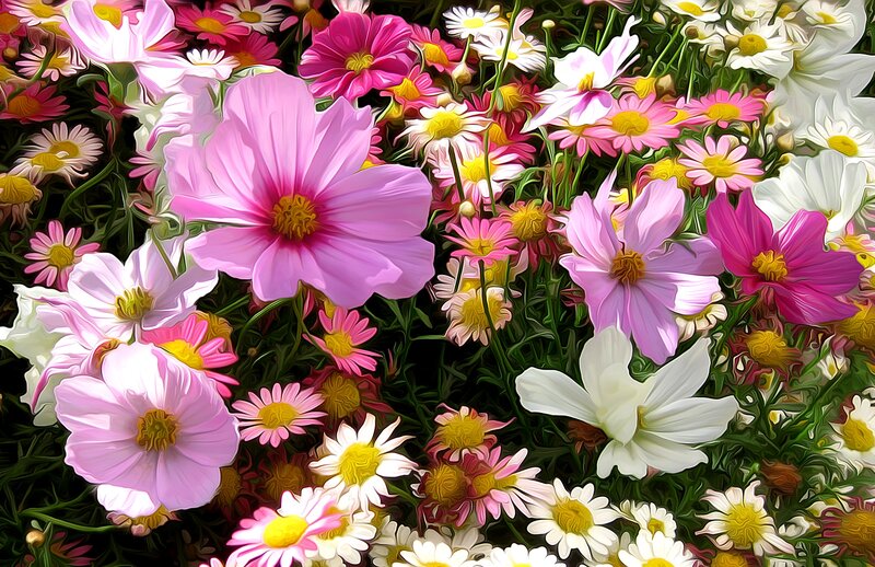 Colorful Cosmos Flowers — Pink