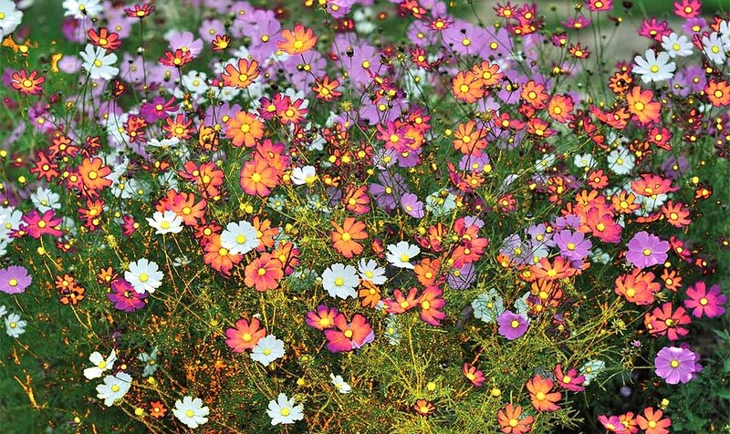 Colorful Cosmos Flowers — Purple
