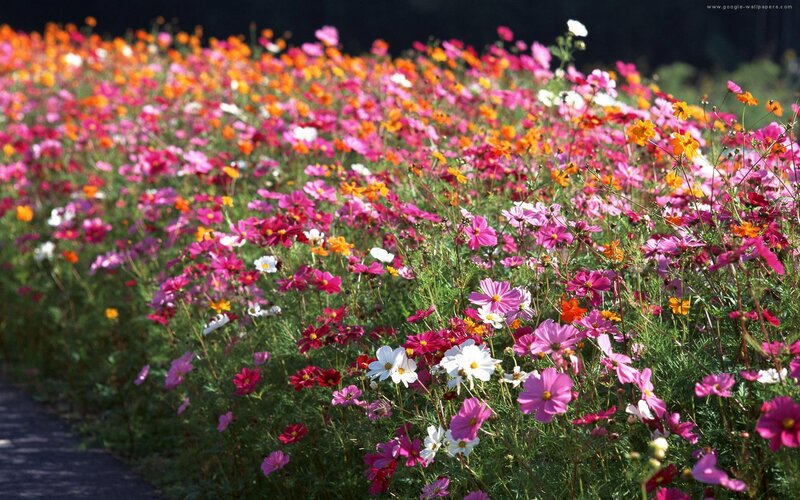 Colorful Cosmos Flowers