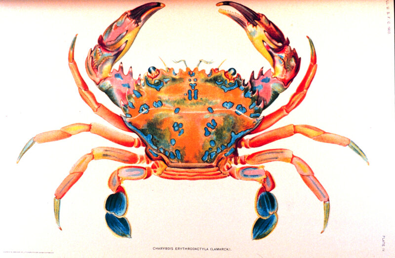 Colorful crab illustration