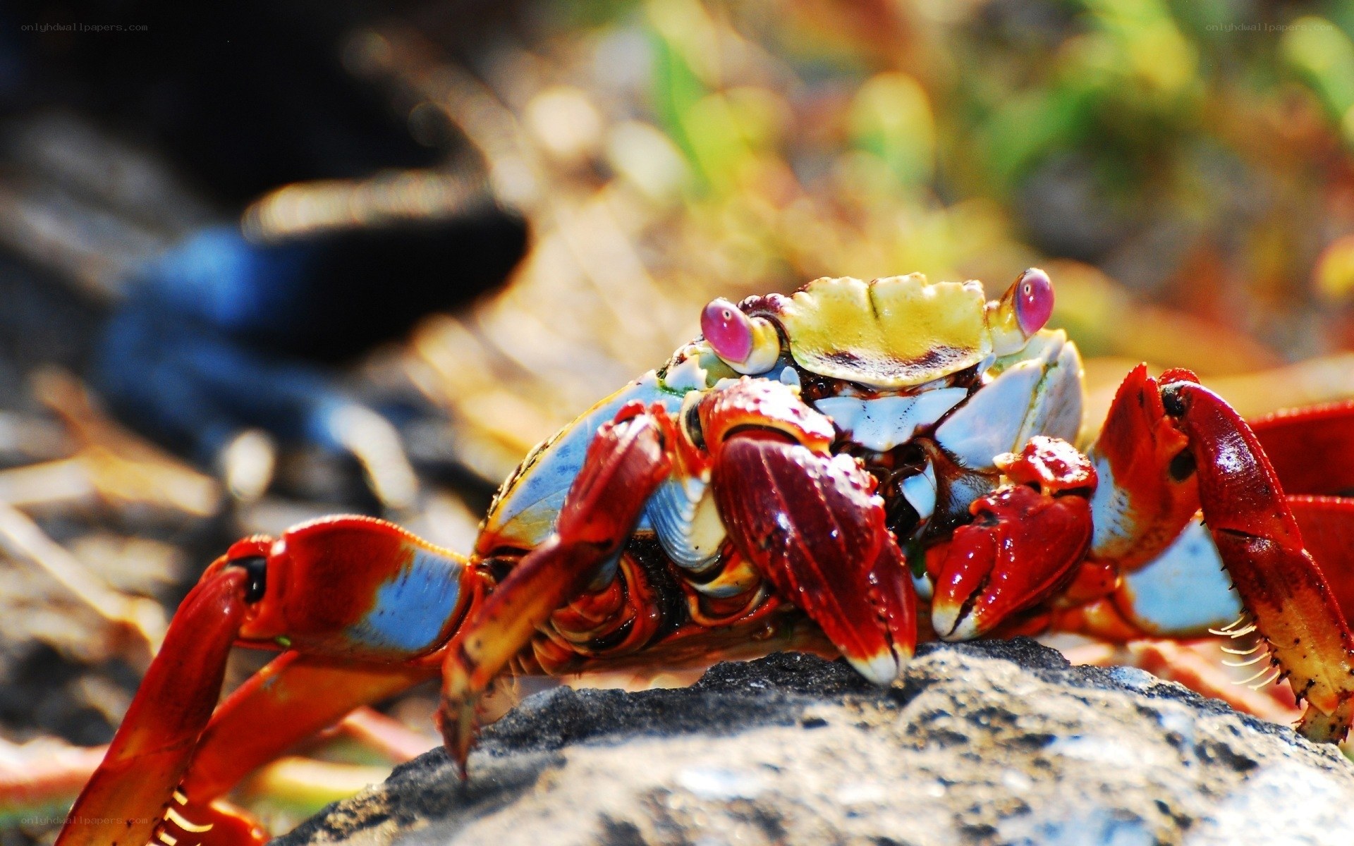 Colorful crab on a rock