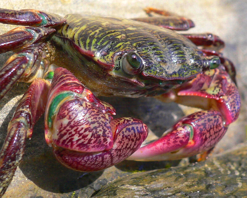 Colorful Crab on Rock — Red, Natural