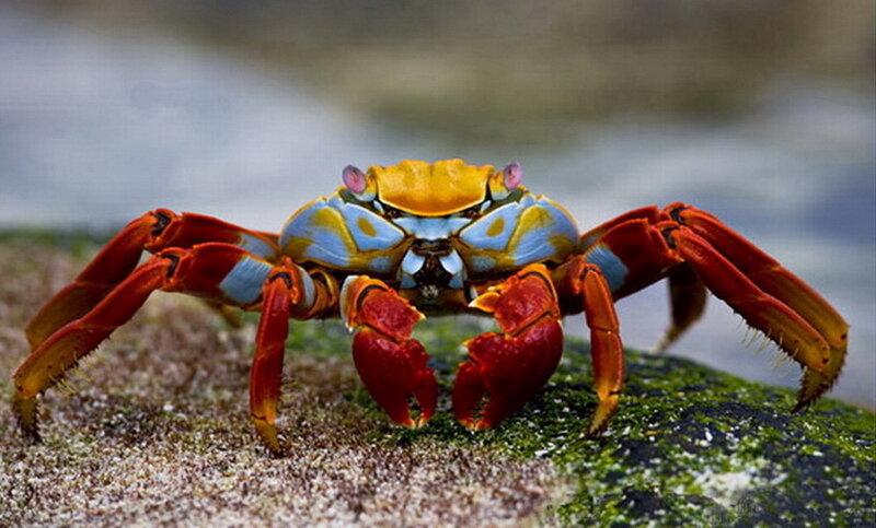 Colorful Crab on Rock