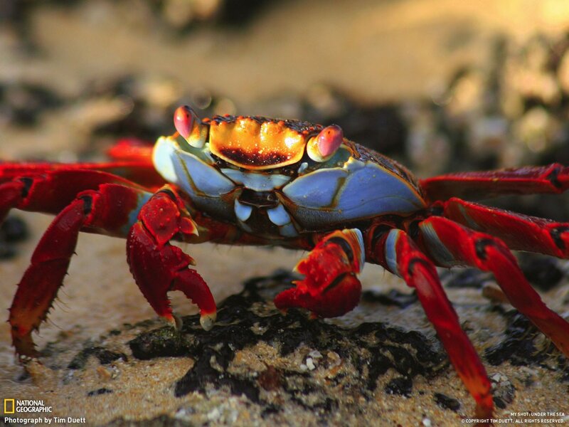 Colorful crab on rocky shore