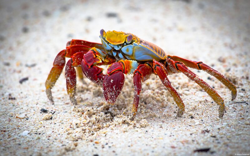 Colorful Crab on Sand