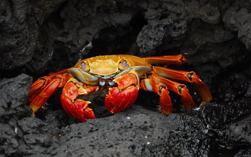 Colorful crab on volcanic rock