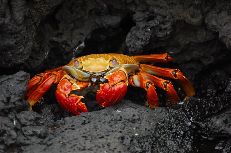 Colorful crab on volcanic rock