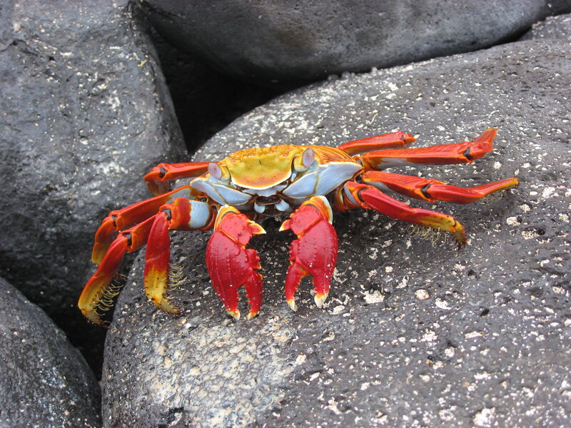 Colorful crab on volcanic rock