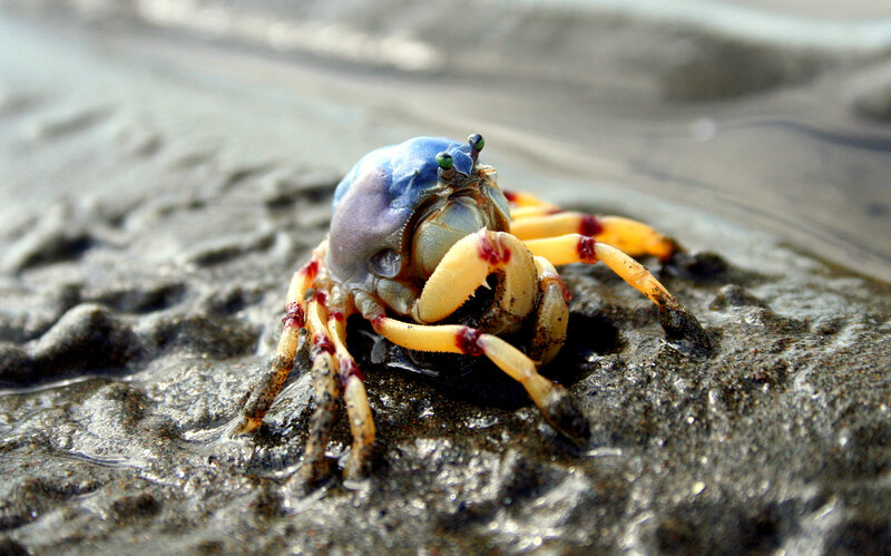 Colorful crab on wet sand