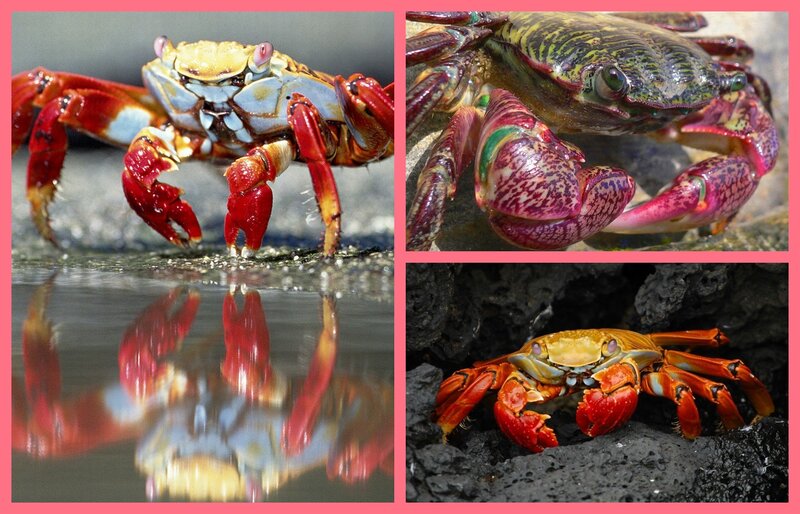 Colorful Crabs on Rocks