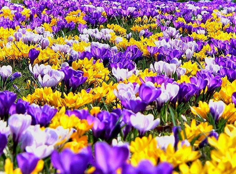 Colorful crocus flower field