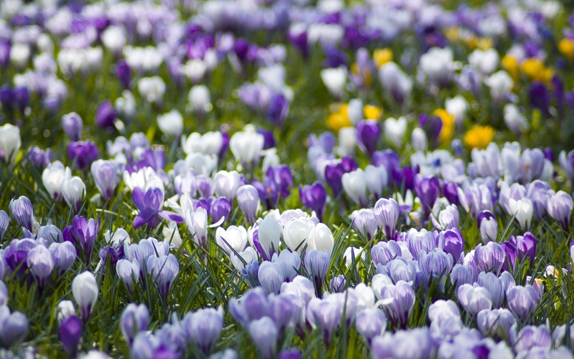 Colorful crocus flowers in a field