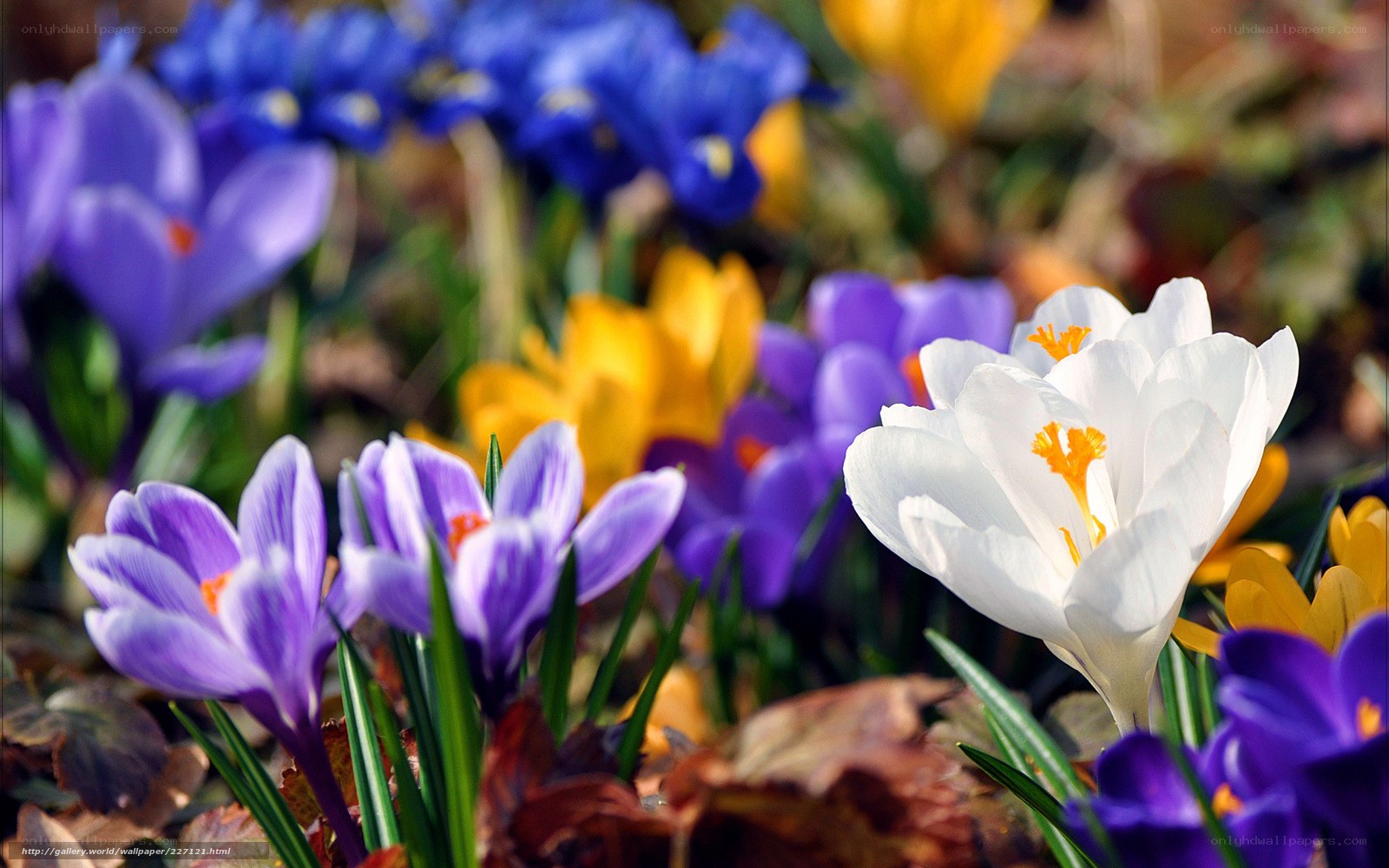 Colorful crocus flowers in bloom