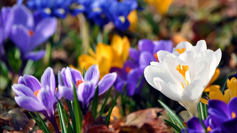 Colorful Crocus Flowers — Purple, Serene, Spring, Photograph, Leaves