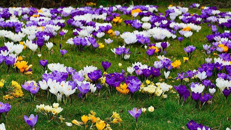 Colorful Crocus Flowers — Purple, Serene, Spring