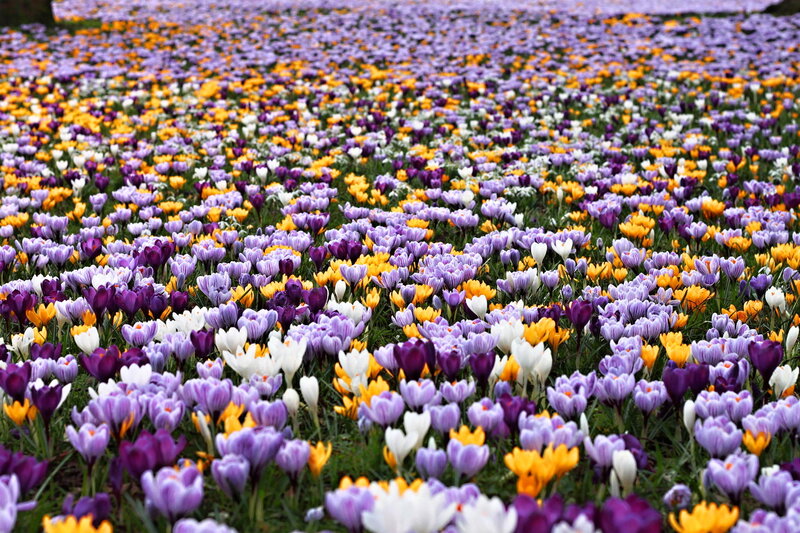 Colorful Crocus Flowers — Purple, Serene