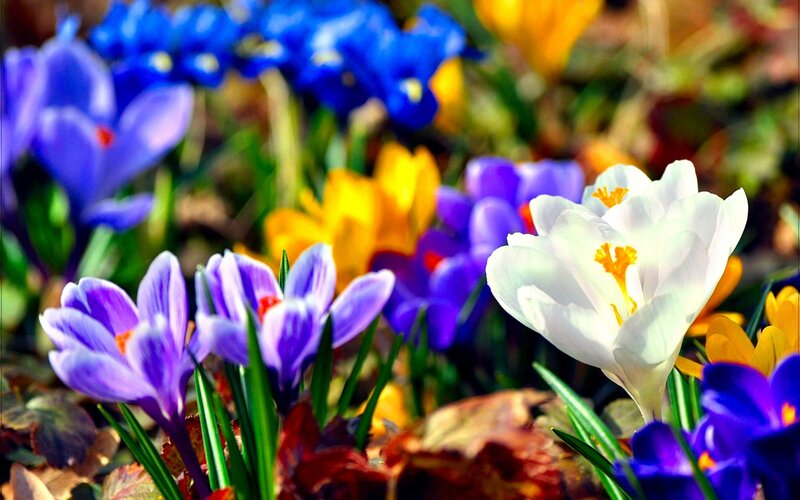 Colorful Crocus Flowers — Purple, Vibrant, Spring, Photograph