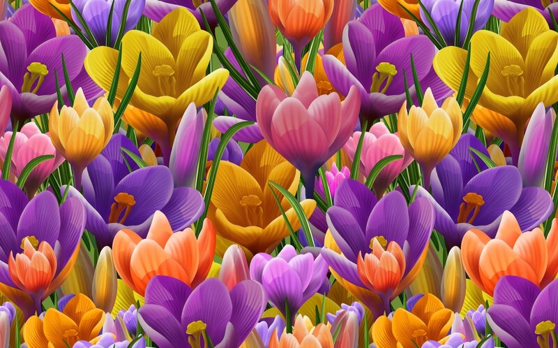 Colorful Crocus Flowers — Purple, Vibrant, Spring