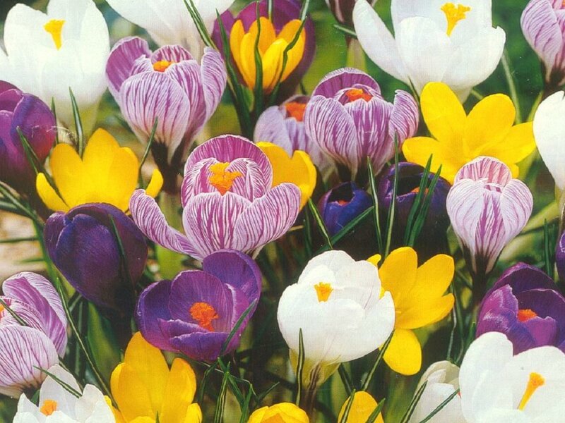 Colorful Crocus Flowers — Purple, Vibrant