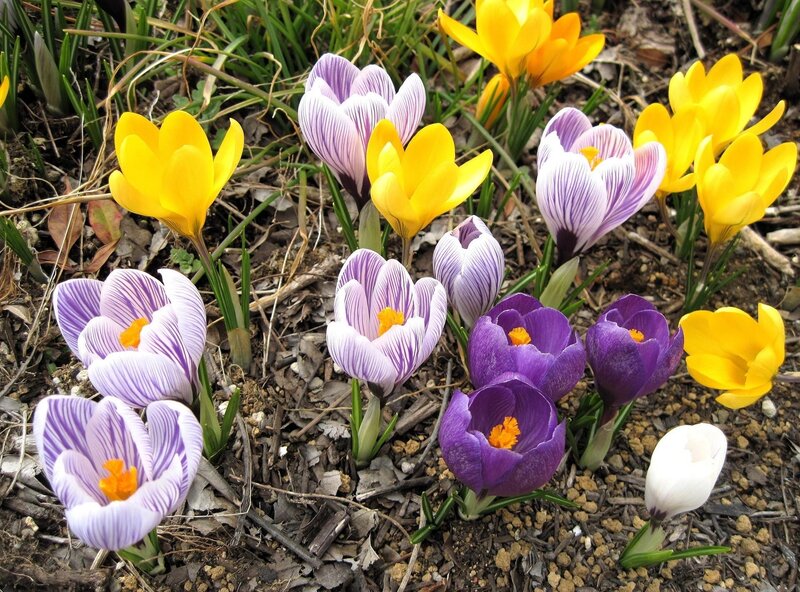 Colorful Crocus Flowers — Yellow, Natural