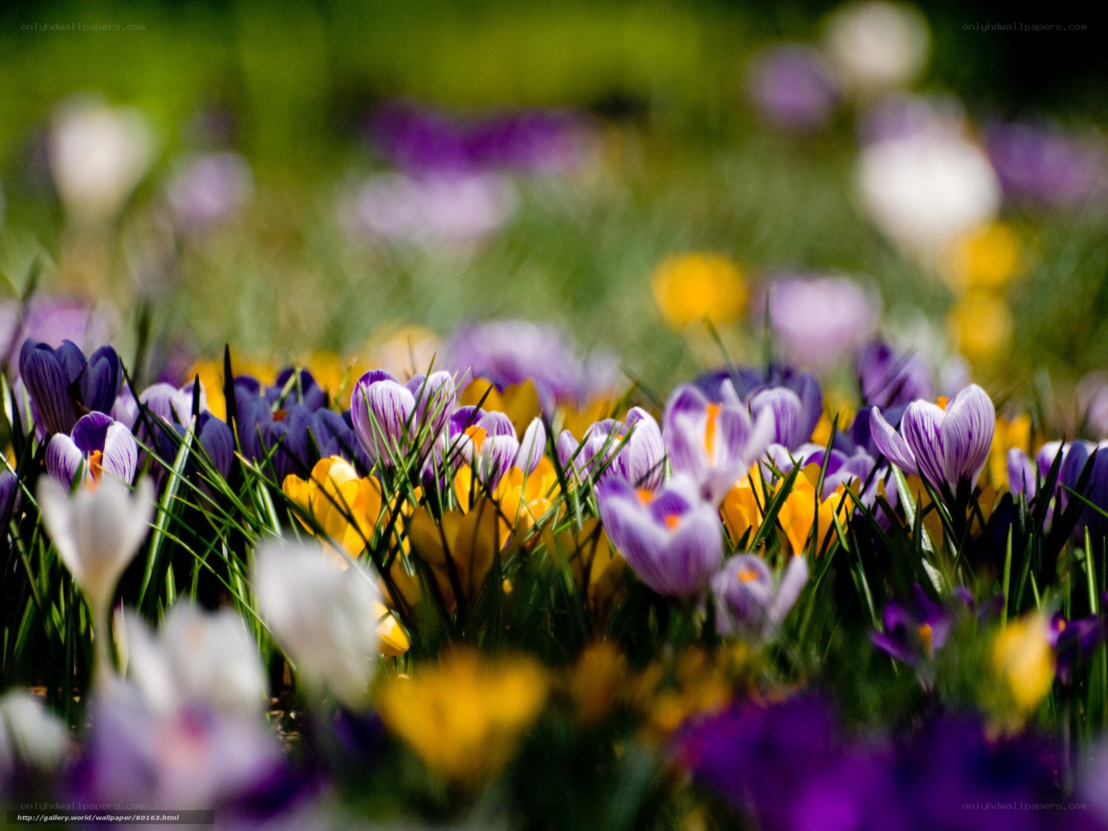 Colorful crocuses in a field