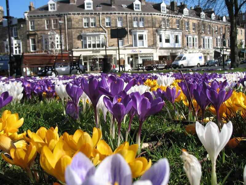 Colorful crocuses in a town square