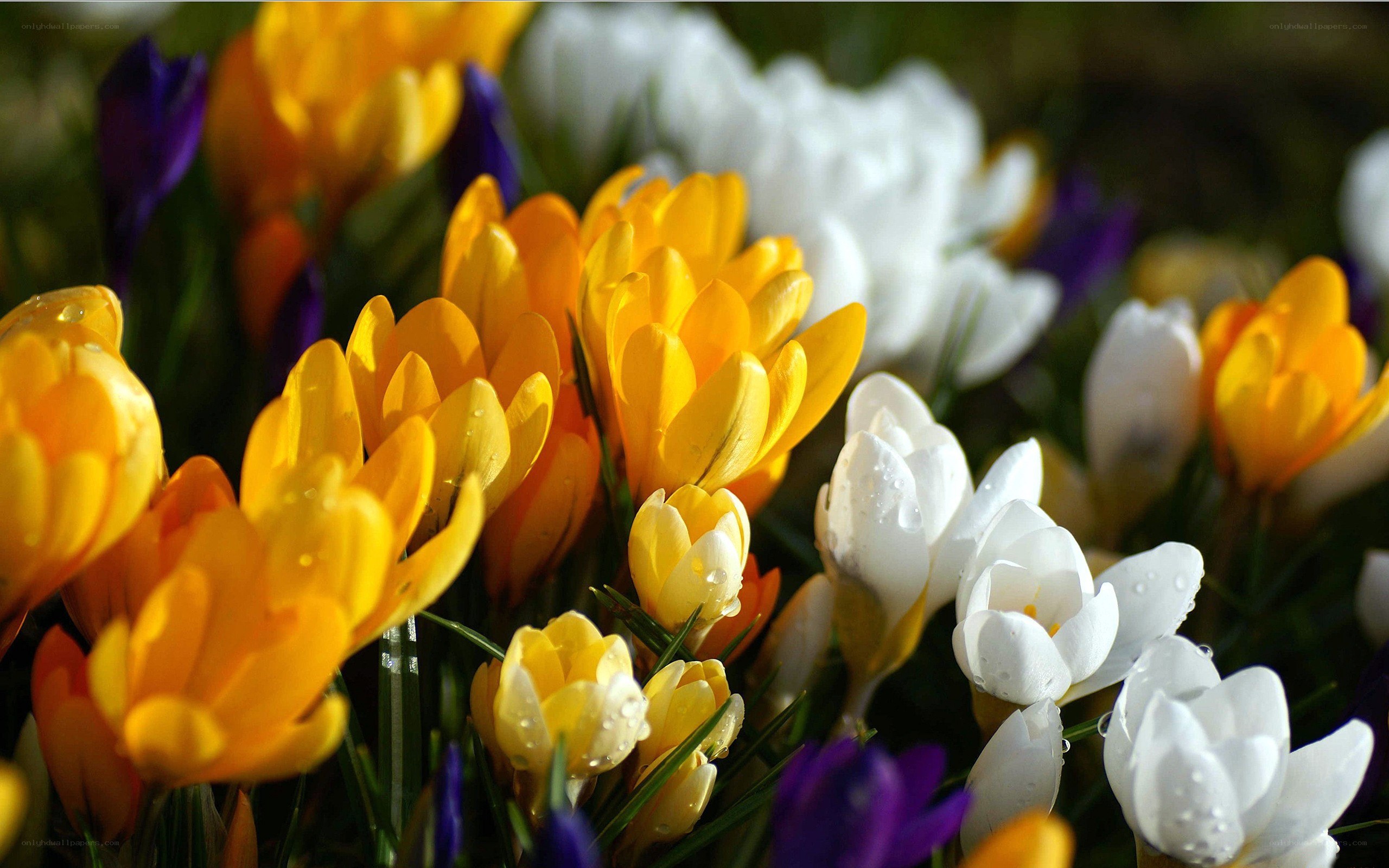 Colorful crocuses in bloom