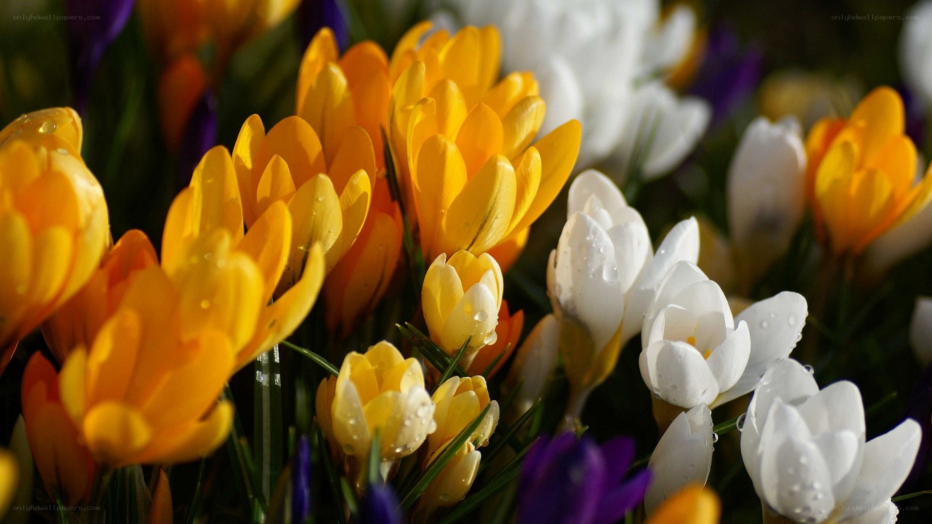 Colorful crocuses in bloom
