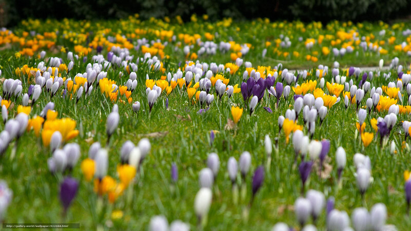Colorful Crocuses in Field