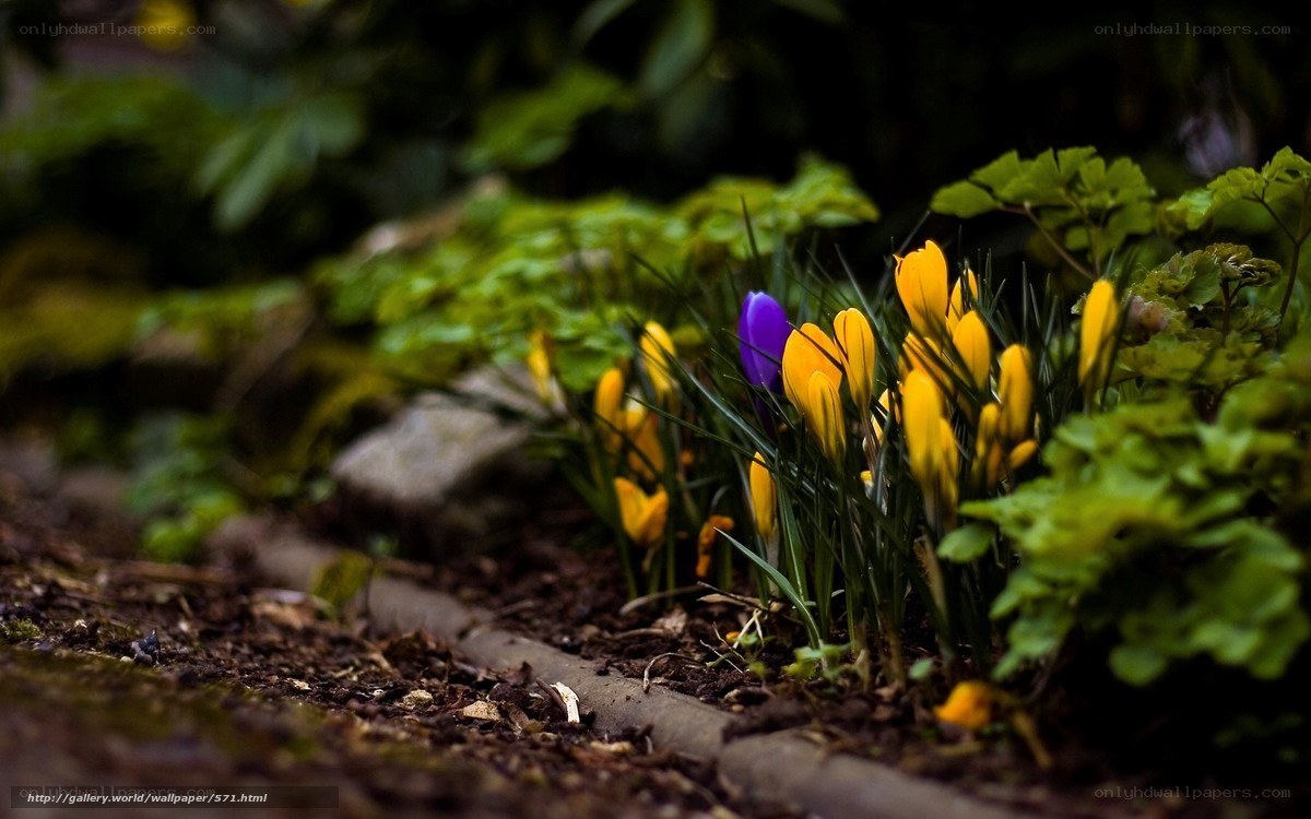 Colorful crocuses in garden