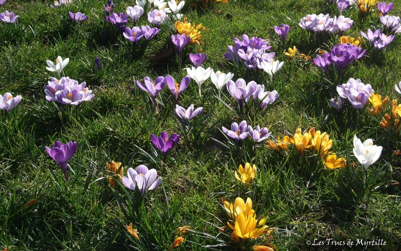 Colorful Crocuses in Grass — Purple