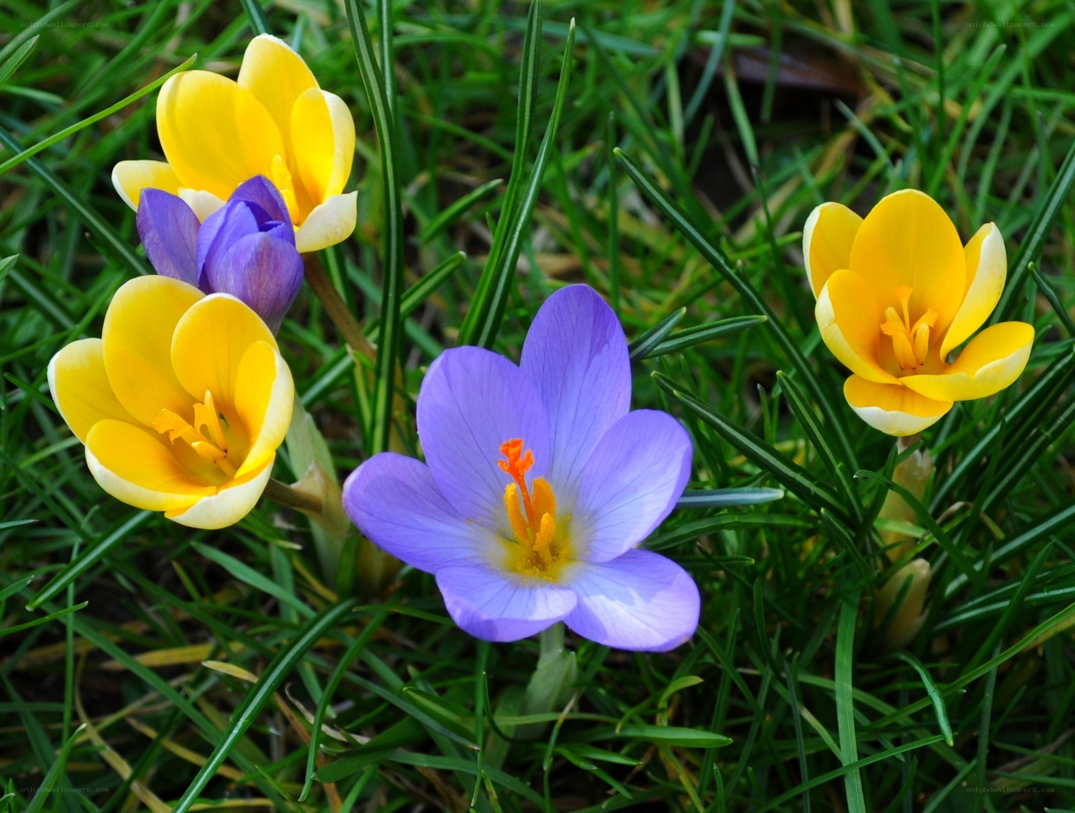 Colorful crocuses in grass