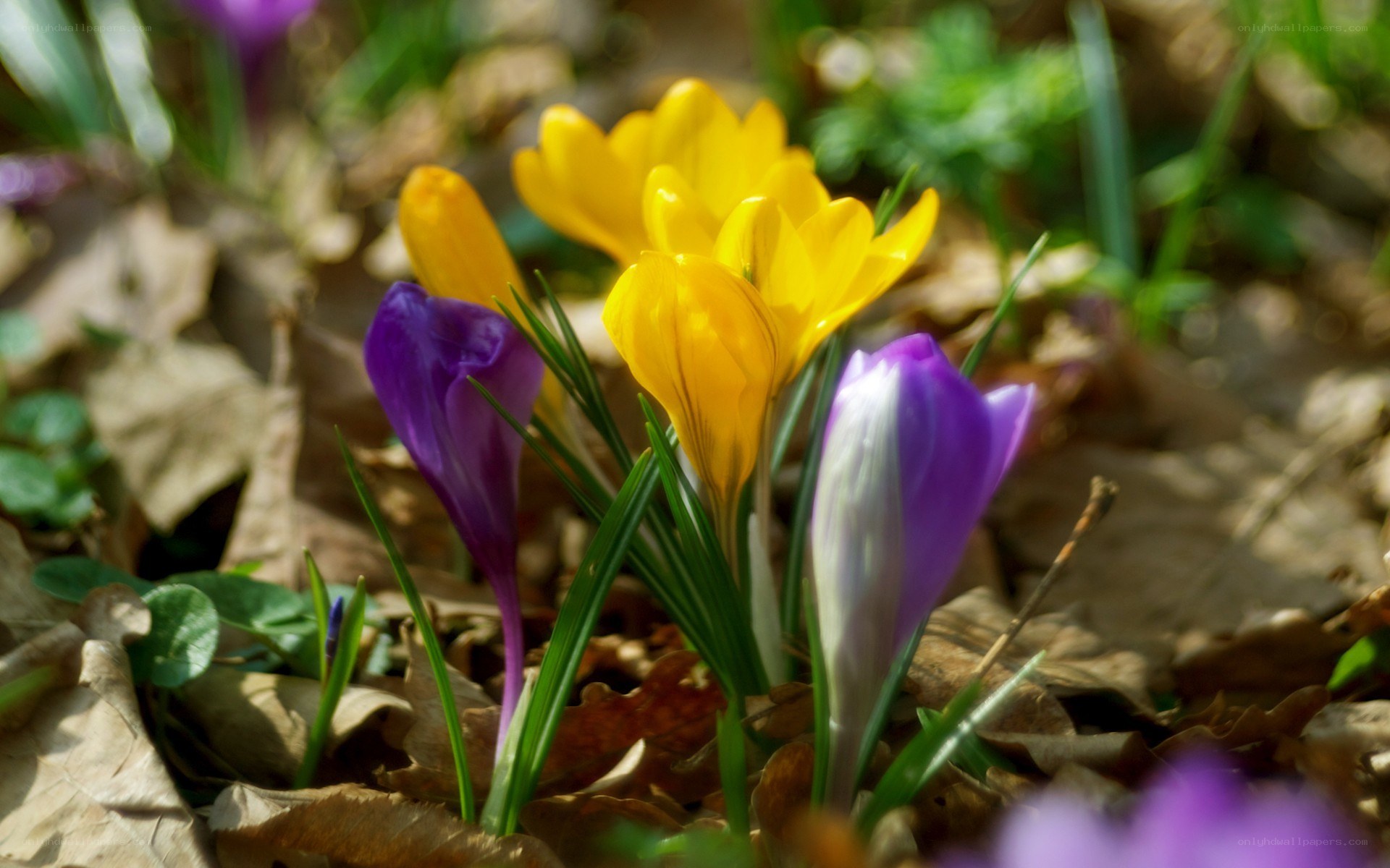 Colorful crocuses in spring