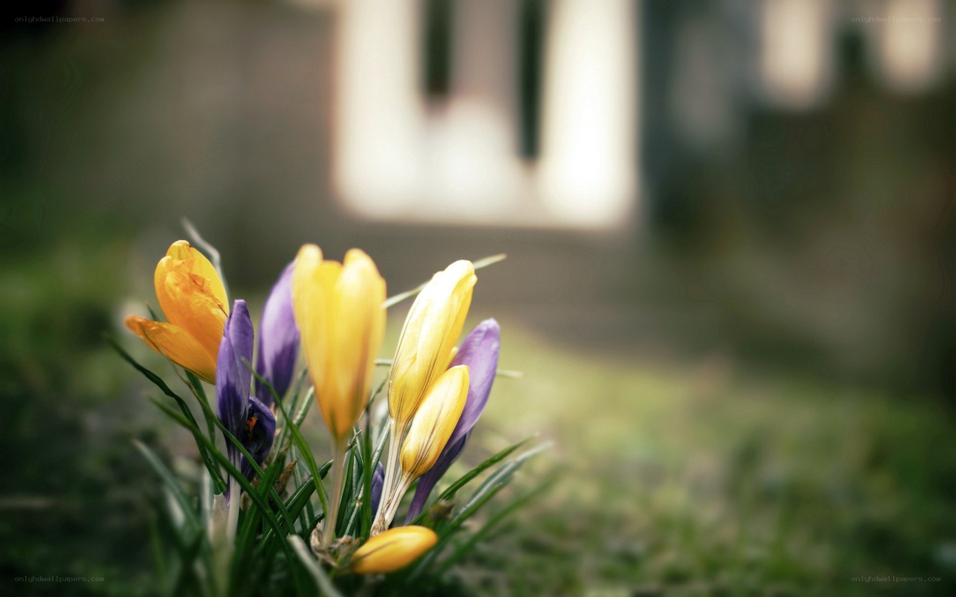 Colorful crocuses in spring
