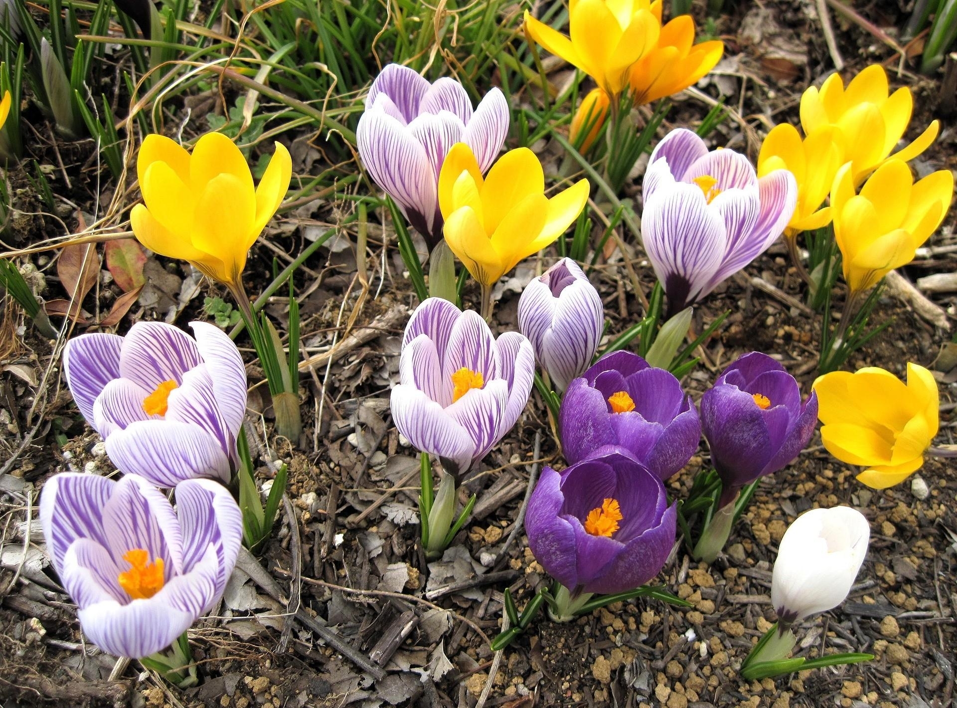 Colorful crocuses in spring