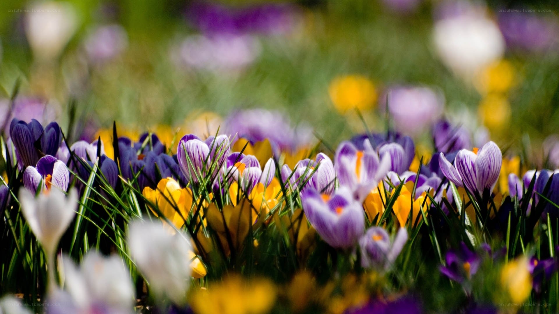 Colorful crocuses in spring